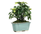 Artificial Ficus Leaf Bonsai Tree - 1.1 Feet